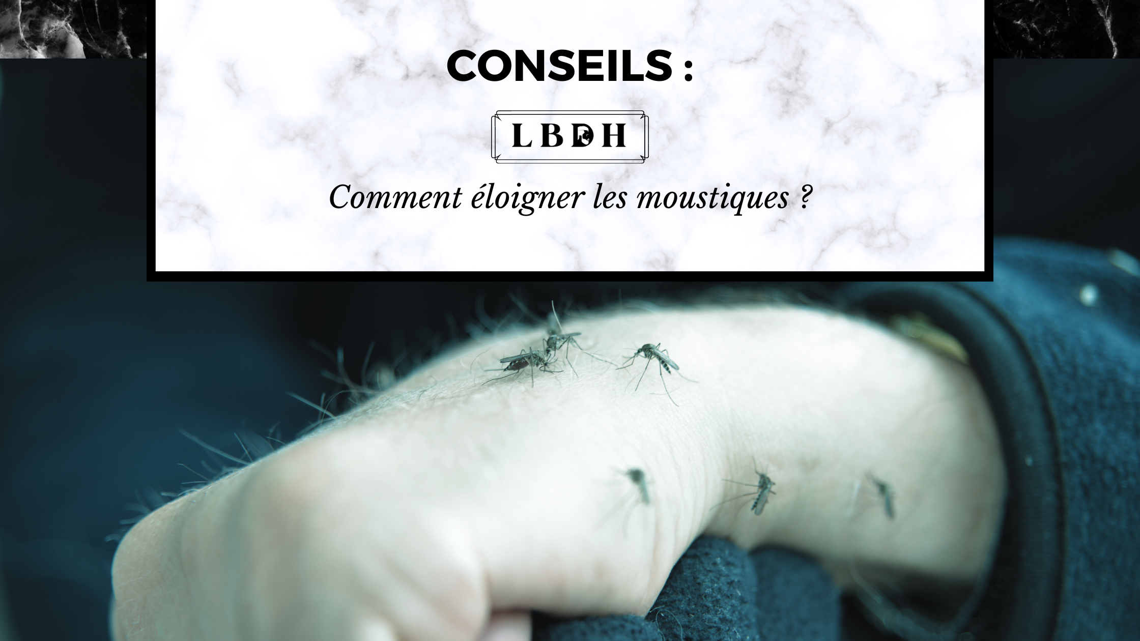 Comment éloigner les moustiques ? article de blog lbdh la boutique des hommes