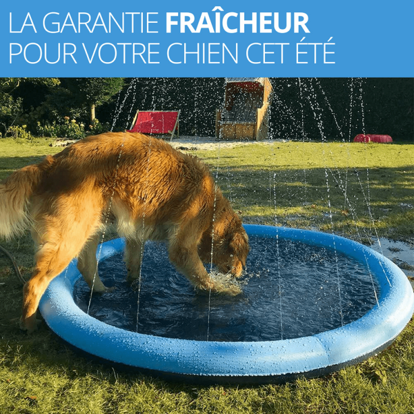 Pour un été rafraichissant et fun, adoptez la piscine pour chien